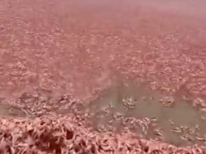Una distesa rosa di gamberetti morti sulla spiaggia di Mirabat nell’Oman. Il Governo: “Colpa del cambiamento climatico”