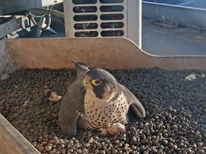 Pirellone, nati i primi falchetti di Giò e Giulia: i falchi pellegrini nidificano a Milano dal 2014