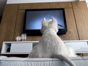 In Cina nasce PetTV: streaming 24 ore su 24 con programmi dedicati agli animali domestici. Il confronto con il mercato italiano