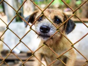 Il Veneto stanzia 150 mila euro per il randagismo. Cifra simbolica in paragone con altre realtà italiane