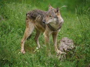 Dieci lupi morti nel Parco d’Abruzzo, il direttore Sammarone: “Con esche avvelenate è strage di specie protette”