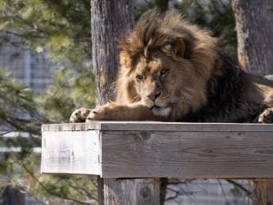 La storia del cucciolo di leone Kiros sottratto ai genitori per essere portato al guinzaglio: salvato e riportato “a casa”