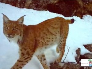 Lince in Val d’Ossola, la fototrappola riprende lo stesso maschio avvistato nel 2022