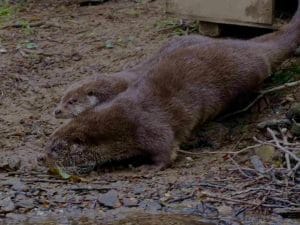 Due lontre orfane tornano in natura dopo oltre un anno di riabilitazione in un centro di recupero
