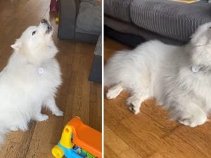 Popstar a quattro zampe: da Lady Gaga agli Imagine Dragons, quando i cani ululano a ritmo di musica