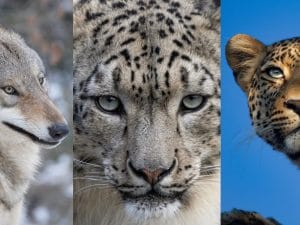 Lupi, leopardi delle nevi e leopardi “comuni”: sull’Himalaya convivono cacciando prede diverse