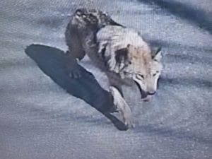 Corea del Sud, la fuga dallo zoo del lupo Neukgu: 9 giorni di ricerche prima della cattura