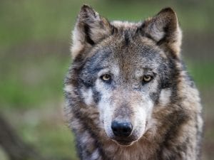 18 lupi uccisi nel Parco Nazionale d’Abruzzo e Molise. Lettera a Mattarella:”Intervenga: è un dovere civile e morale”
