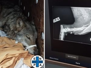 Lupo ferito a fucilate muore al CRAS di Genova: nuovo caso di bracconaggio dopo il declassamento della protezione