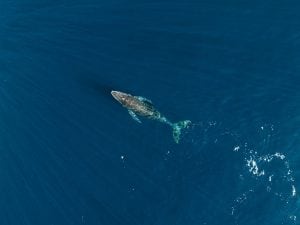Megattera Timmy ancora viva nel Baltico: si valuta il salvataggio con un catamarano