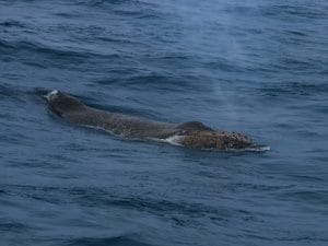 La megattera Timmy si è arenata di nuovo e si spengono le speranze di salvezza: sarà lasciata morire in pace