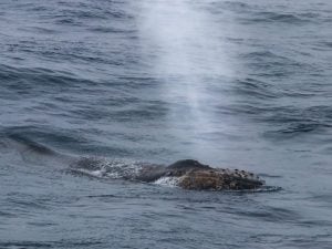 La balena Timmy è stata liberata nel mare del Nord: ha lasciato la chiatta e nuota verso l’Oceano Atlantico