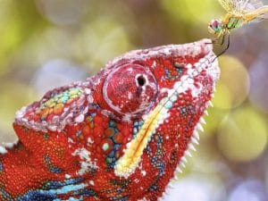 Al Museo di Scienze Naturali di Bolzano la mostra “Queer Nature Photography Awards”