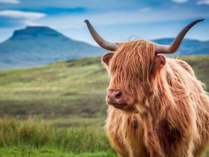 Mucche delle Highlands rimosse da una riserva inglese: troppi influencer a caccia di selfie