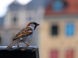 Gli uccelli scappano più dalle donne che dagli uomini, ma non sappiamo perché: lo studio in 5 città europee