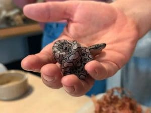 Il serpente “maschio” che aveva partorito senza mai accoppiarsi lo ha fatto di nuovo: nati altri 12 piccoli