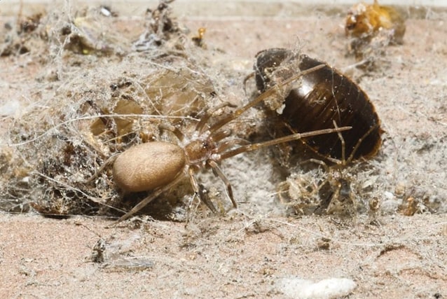 La nuova specie di ragno scoperta in Colombia rende omaggio a 