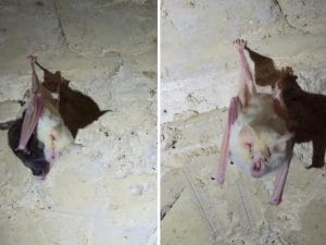 Scoperto in Salento il primo pipistrello albino d’Italia: è un rinolofo minore femmina con cucciolo