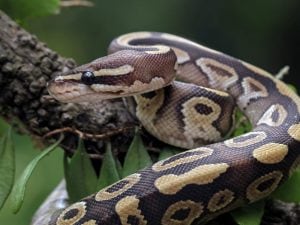 Un pitone reale di oltre un metro abbandonato nelle campagne di Lugo nel ravennate: era in stato di ipotermia
