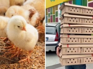 Pulcini vivi regalati a Pasqua in Campania, l’assessora Zabatta: “Salvi, vivranno in un santuario”