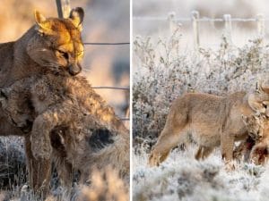 Patagonia, cucciolo di puma muore investito da un’auto: la madre lo trascina via con sé