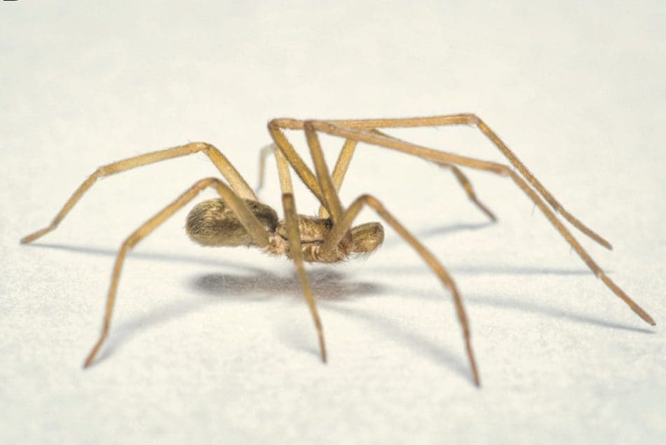 La nuova specie di ragno scoperta in Colombia rende omaggio a 