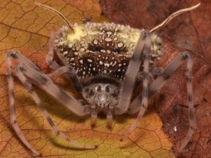 Taczanowskia waska, il ragno scoperto in Ecuador che si traveste da fungo parassita