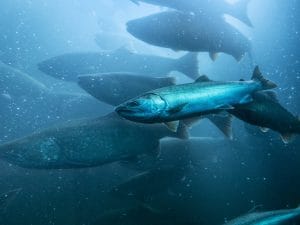 Il comportamento dei salmoni alterato dalla presenza di cocaina: lo studio nel lago Vättern in Svezia