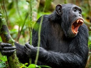 La guerra civile degli scimpanzé di Kibale, in Uganda: anni di violenze tra ex alleati