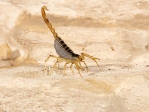 Scorpioni “corazzati”: come zinco, ferro e altri metalli rafforzano chele e pungiglioni