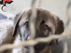 Stipati nelle gabbie a bordo di un camion: in provincia di Udine sequestrati cuccioli di Caucaso, Corso e altre razze di taglia grande