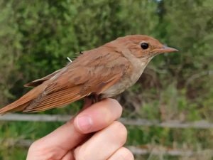 Volare di notte e fermarsi di giorno: così l’usignolo maggiore migra per migliaia di km attraversando mari e deserti