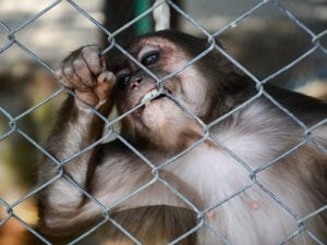 L’Agenzia europea dei medicinali apre una consultazione pubblica per ridurre la sperimentazione animale