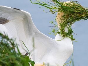 “Dov’è il mio nido?” La foto della sula che ha vinto il People’s Choice del Comedy Wildlife Awards