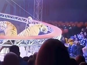 Rostov, tigre esce dall’arena del circo: nessun ferito e tanta paura. Si riaccendono le luci sullo sfruttamento degli animali