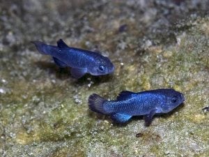 Il ciprinodonte di Devils Hole vive in una singola pozza d’acqua e ora rischia di sparire per sempre