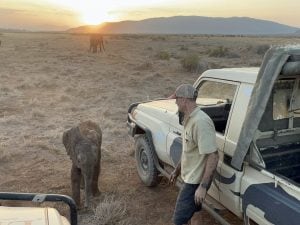 Elefantina rimasta orfana e smarrita ritrova il suo branco in Kenya grazie ai ricercatori: il video del ricongiungimento