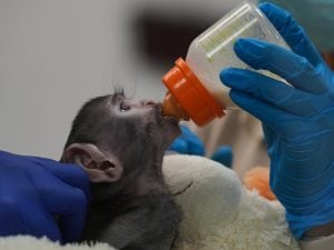 Yuji, in Messico un’altra scimmia che trova conforto in un peluche come Punch: spettacolarizzazione dello zoo