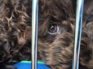 Barboncini di Castelfranco di Sotto sottratti e restituiti all’allevatrice accusata di maltrattamento: la Procura ricorre in Cassazione