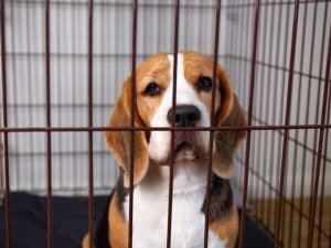 Verso la libertà 1000 beagle usati in Usa per la sperimentazione: accordo con l’allevamento che li deteneva in Wisconsin