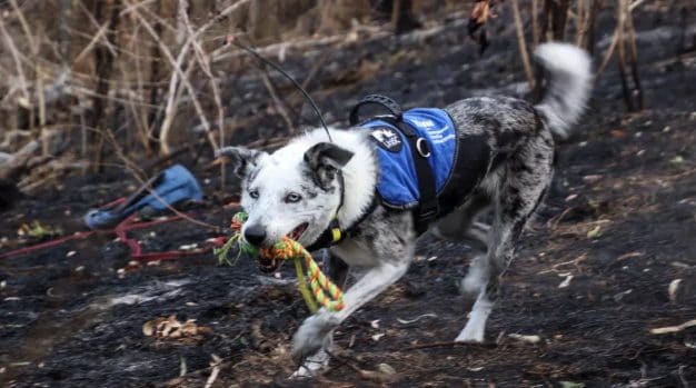 Bear, il cane ossessionato dalle palline che ha salvato la vita di ...