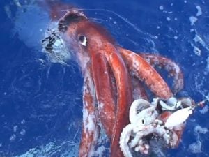 Il calamaro gigante scoperto negli abissi australiani, anche se nessuno l’ha visto: trovato grazie al DNA ambientale