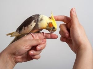 PsittaWel, il questionario per valutare il benessere dei pappagalli: “Aiuta a riconoscere segnali di disagio e a migliorare la vita degli uccelli”