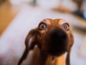 Gli studi che dimostrano la capacità di “valutazione affettiva di terzi” nei cani: osservano, annusano e sanno chi scegliere