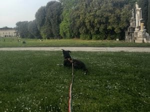 Partire insieme al proprio cane durante le vacanze aiuta a rallentare e rafforza la relazione