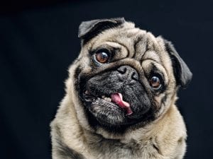 I cani brachicefali possono stare meglio se gli allevatori cambiano la modalità di selezione: lo studio inglese per sconfiggere la BOAS