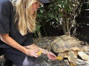 Miley Cyrus ha adottato una tartaruga gigante: “Non si sa mai chi si può trovare in un rifugio”