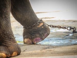 Elefante uccide un uomo nel Kerala in India: ha spezzato la catena a cui era legato per un rito induista