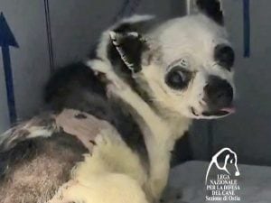Un Chihuahua di 15 anni chiuso in un sacchetto e abbandonato in strada a Roma
