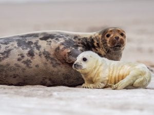 Scoperto il misterioso “killer cavatappi” dei cuccioli di foca grigia: sono i maschi adulti che li uccidono per mangiarli